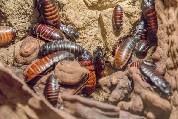 แมลงสาบมาดาก สการ ยหย นมากมายในบรรยากาศธรรมชาต — ภาพถ่ายสต็อก
