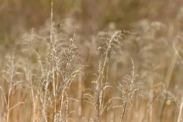 Full Frame Detail Shot Showing Some Sere Grassy Vegetation — Stock Photo, Image