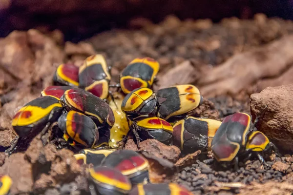 Grupo Algunos Coloridos Escarabajos Pachnoda Marginata — Foto de Stock