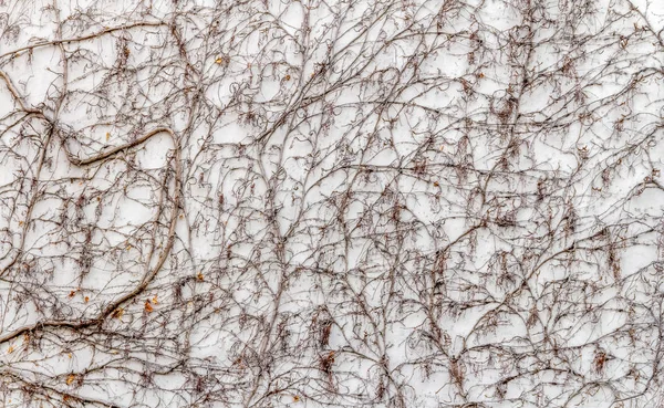 Szczegół Pnącza Virginia Tynkowane Ściany Czasie Zimowym — Zdjęcie stockowe