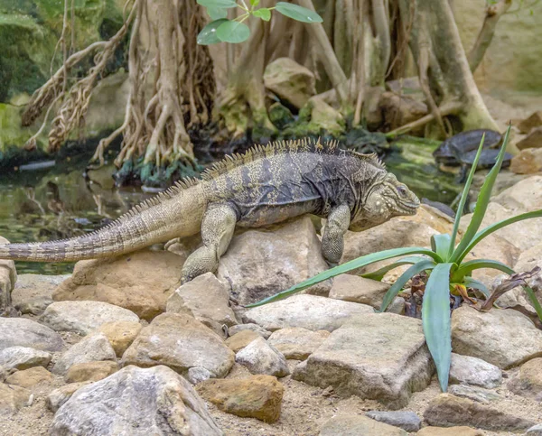 Lézard Nommé Iguane Roche Cubain Sur Terrain Pierreux — Photo