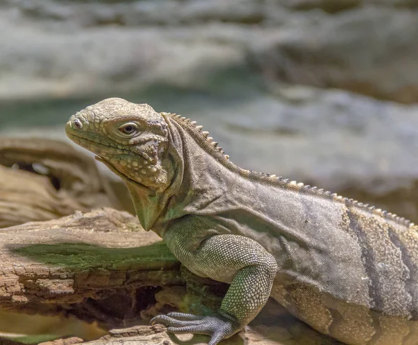 Lézard Nommé Iguane Roche Cubain Sur Terrain Pierreux — Photo