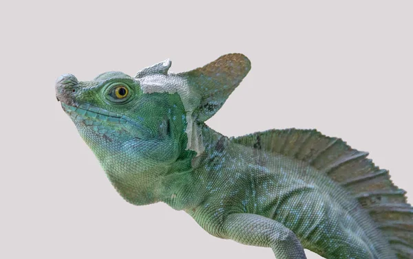 Lizard Named Plumed Basilisk Light Back — Stock Photo, Image