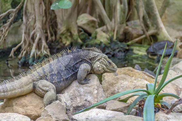 蜥蜴命名为古巴岩石鬣蜥在石地上 — 图库照片