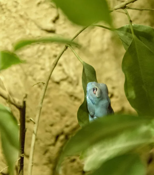 Rana Azul Parcialmente Cubierta Por Algunas Hojas Verdes — Foto de Stock