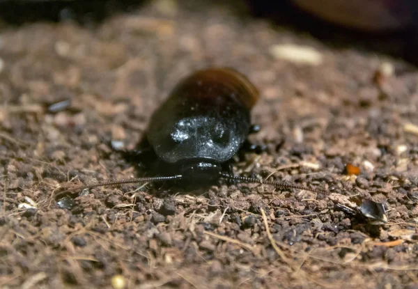 Disparo Frontal Una Cucaracha Siseante Madagascar Ambiente Natural —  Fotos de Stock