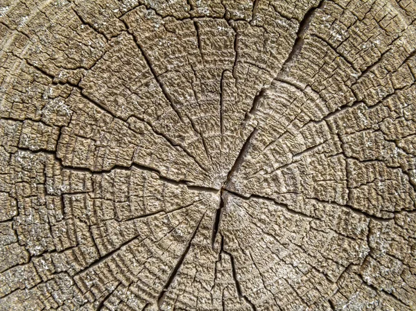 Detail Shot Some Wooden Fissured Annual Rings — Stock Photo, Image