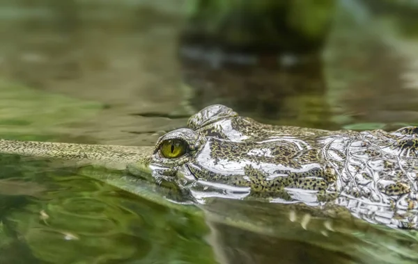 Close Shot Van Een Zwemmen Krokodil Genaamd Gaviaal — Stockfoto
