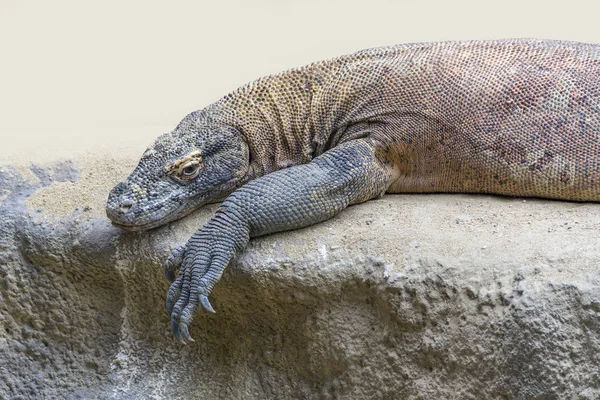 Dragon Komodo Reposant Sur Une Formation Rocheuse — Photo