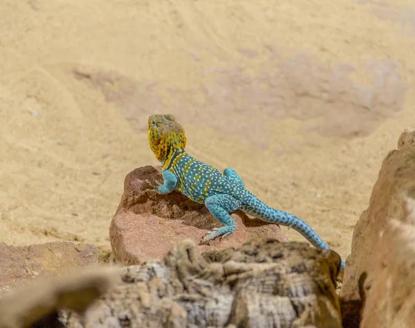 Eidechse Wüsten Ambiente Nach Agama Benannt — Stockfoto