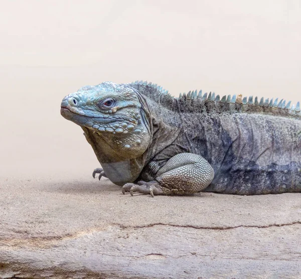 Lizard Named Cuban Rock Iguana Resting Stony Ground — Stock Photo, Image