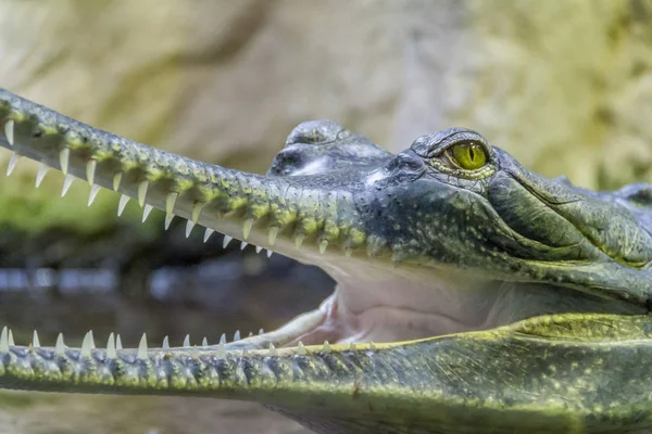 Retrato Crocodilo Chamado Gharial Com Boca Aberta — Fotografia de Stock