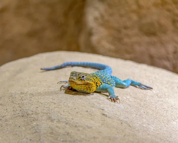 Lizard Named Common Agama Resting Stone Rocky Ambiance — Stock Photo, Image