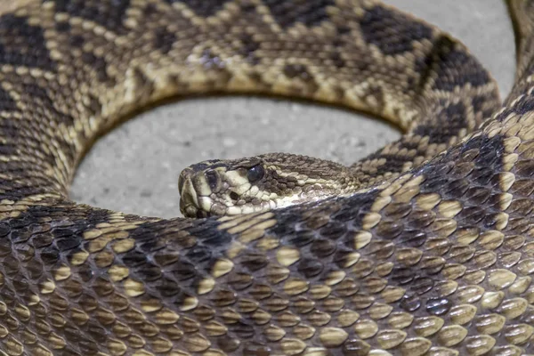 Close Tiro Oriental Diamondback Cascavel — Fotografia de Stock