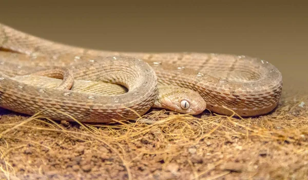 Close Shot Van Een Afrikaanse Etende Slang — Stockfoto