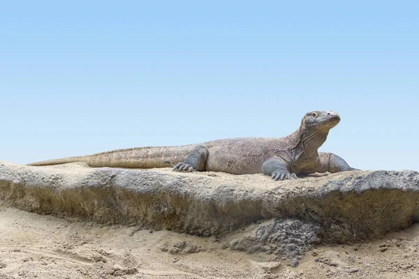 Dragon Komodo Dans Une Ambiance Sablonneuse Pierreuse — Photo