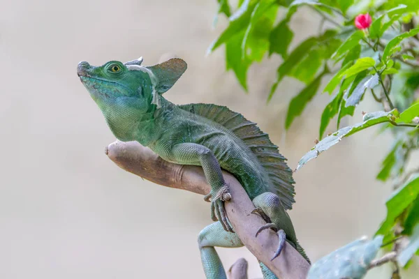 Lizard Named Plumed Basilisk Light Back — Stock Photo, Image