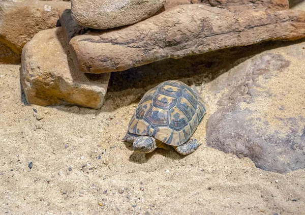Hermanns Tortoise Arid Sandy Ambiance — Stock Photo, Image