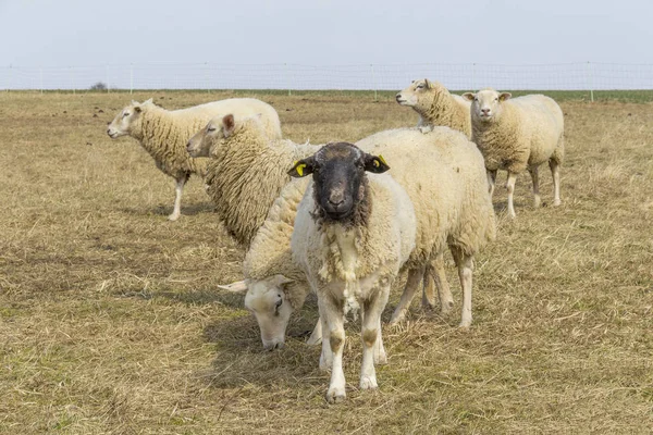 Some Sheep Meadow Early Spring Time — Stock Photo, Image