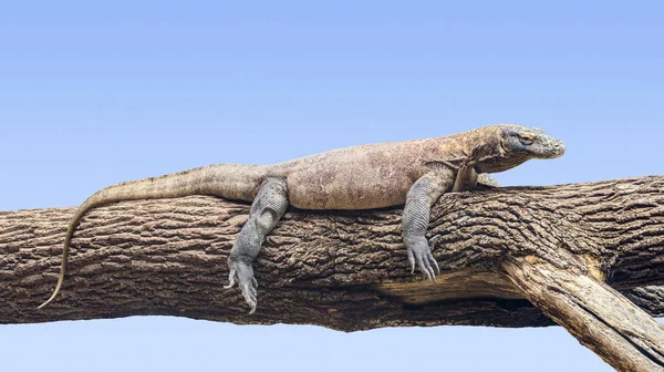 Komodo Dragon Resting Tree Trunk — Stock Photo, Image