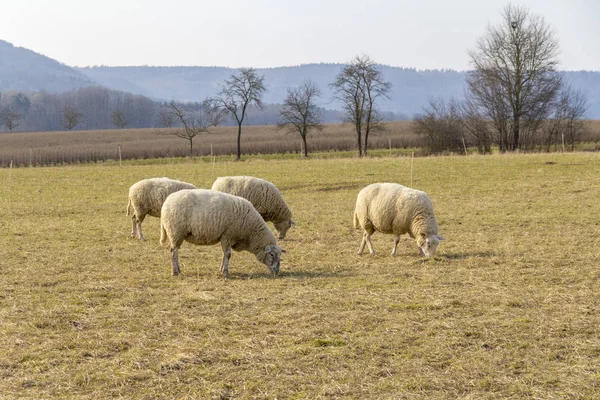 Ορισμένα Πρόβατα Ένα Λιβάδι Στιγμή Νωρίς Την Άνοιξη — Φωτογραφία Αρχείου