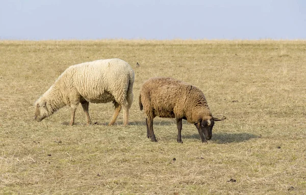 Deux Moutons Sur Une Prairie Début Printemps — Photo