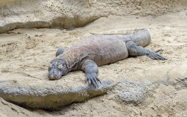 Dragon Komodo Dans Une Ambiance Sablonneuse Pierreuse — Photo