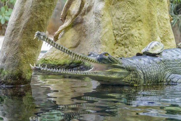 Portrait Crocodile Nommé Gharial Bouche Ouverte Dans Une Ambiance Humide — Photo