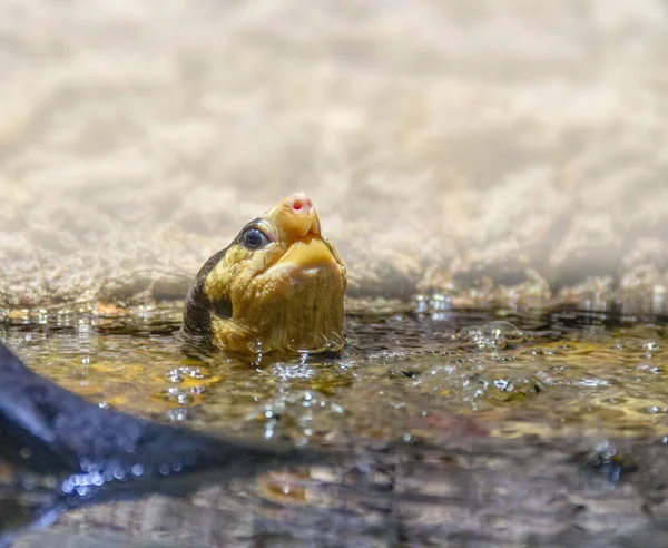 Ritratto Una Tartaruga Acqua Parzialmente Immersa — Foto Stock