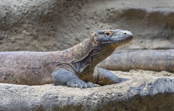 Dragon Komodo Dans Une Ambiance Sablonneuse Pierreuse — Photo