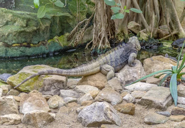 Lizard Named Cuban Rock Iguana Stony Ground — Stock Photo, Image
