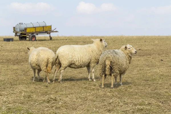 早春时草甸上的绵羊 — 图库照片