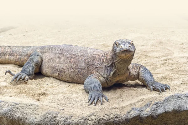 Dragon Komodo Dans Une Ambiance Sablonneuse Pierreuse — Photo