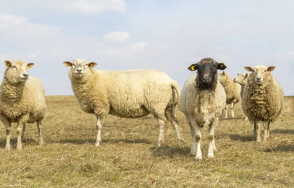 早春时草甸上的绵羊 — 图库照片