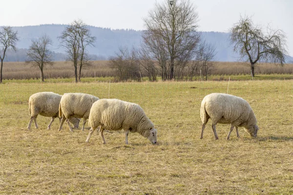 Sommige Schapen Een Weide Tijde Vroeg Voorjaar — Stockfoto