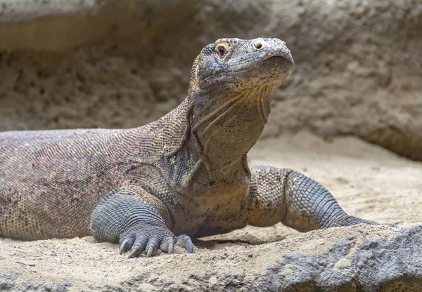 Dragon Komodo Dans Une Ambiance Sablonneuse Pierreuse — Photo