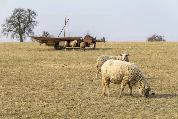 Деякі Вівці Лузі Ранній Весняний Час — стокове фото