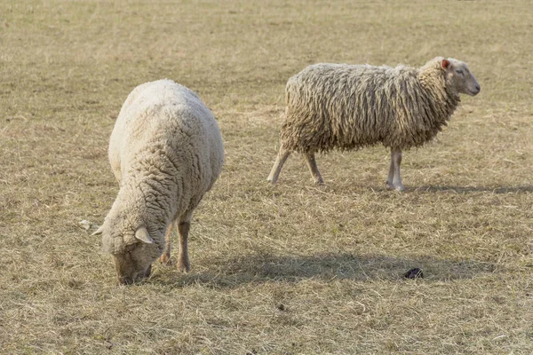 Twee Schapen Een Weide Tijde Vroeg Voorjaar — Stockfoto