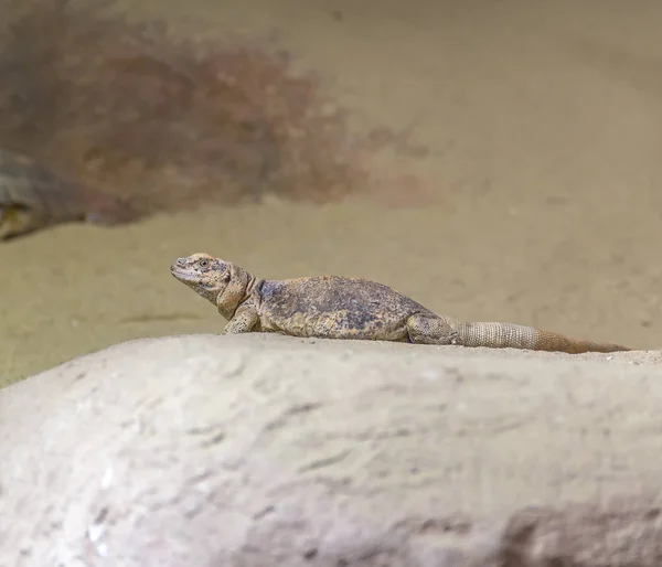 Eidechse Namens Chuckwalla Ruht Auf Einem Stein Wüstenambiente — Stockfoto