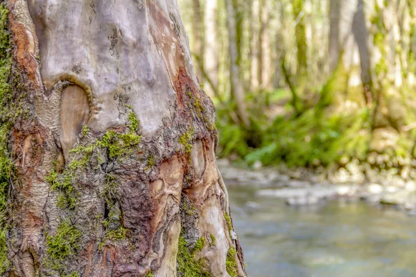 Soliga Skog Landskap Inklusive Idyllisk Floden Våren — Stockfoto