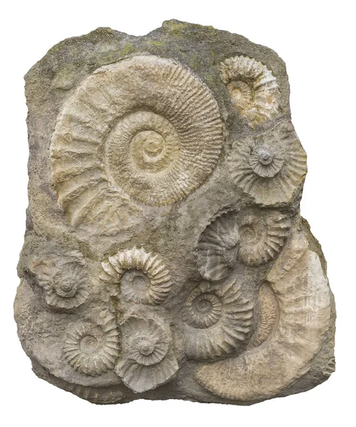 Isolerade Klippformation Inklusive Massor Ammonite Fossil — Stockfoto