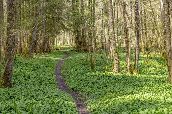 Forest Scenery Footpath Spring Time Southern Germany — Stock Photo, Image