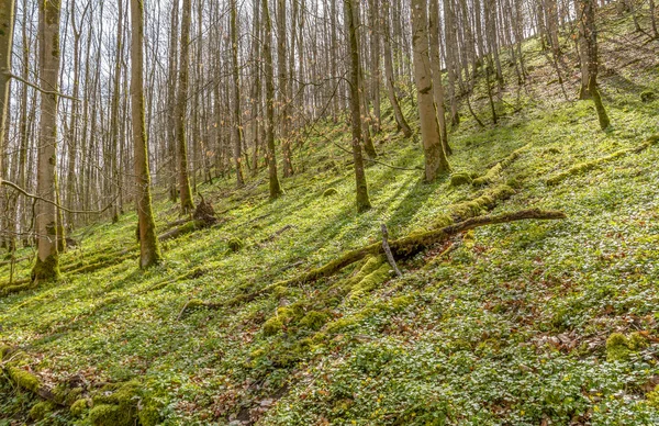 Hillside Orman Sahne Bahar Zaman Güney Almanya — Stok fotoğraf