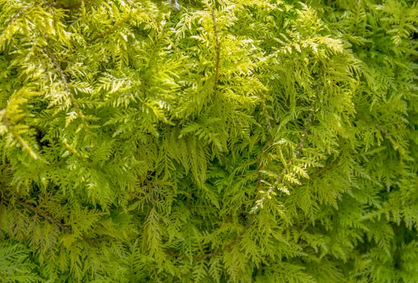 全帧蓬松的绿色苔藓特写 — 图库照片