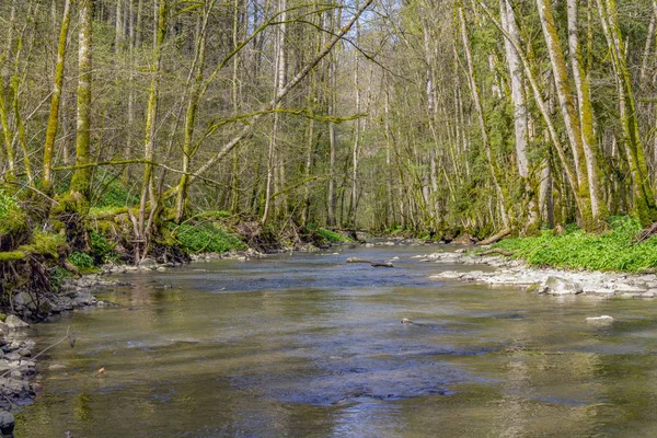 Bos Landschap Met Inbegrip Van Een Idyllische Rivier Lentetijd — Stockfoto