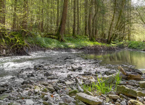 Paisaje Forestal Ribereño Que Incluye Río Idílico Primavera —  Fotos de Stock