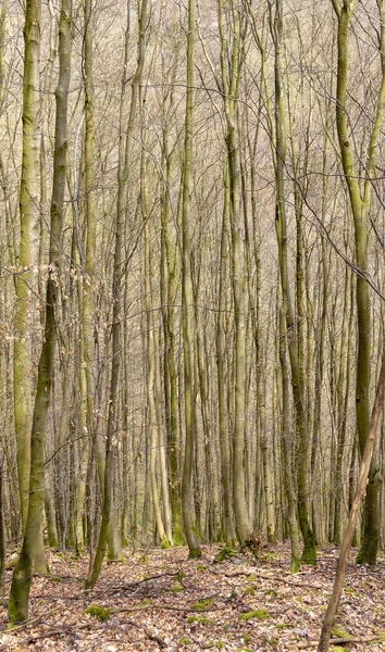 Paisagem Florestal Primavera Alemanha Sul — Fotografia de Stock