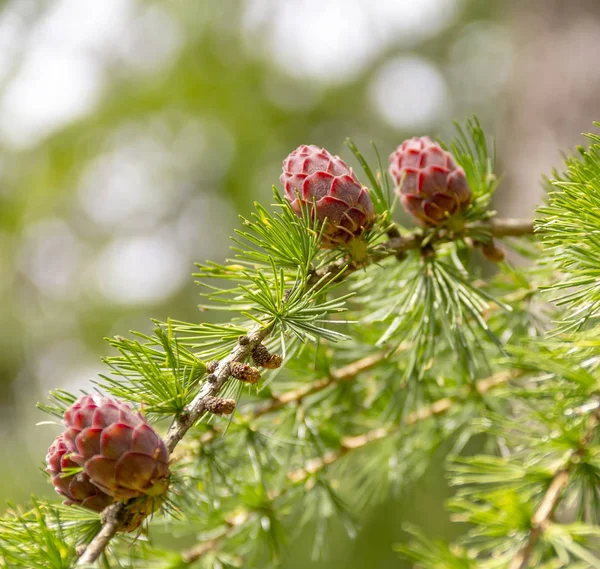 Bazı Larch Twigs Koniler Gösterilen Portre Vurdu — Stok fotoğraf