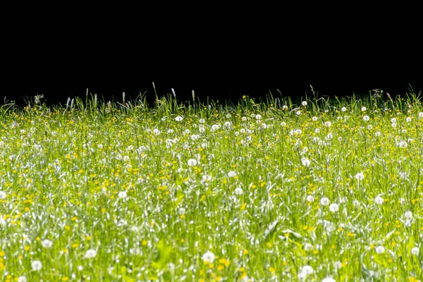 Květnaté Pastviny Jarním Období Před Černý Zadní — Stock fotografie