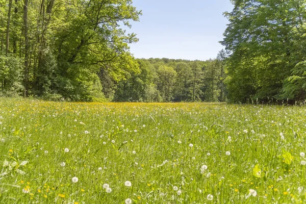 Sunny Edge Wood Including Flowery Meadow Spring Time — Stock Photo, Image